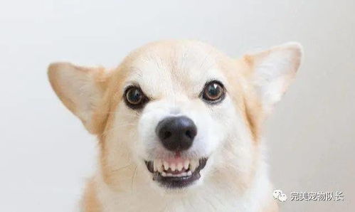 羊小咩便荔卡套出来9个点，究竟是多少？
