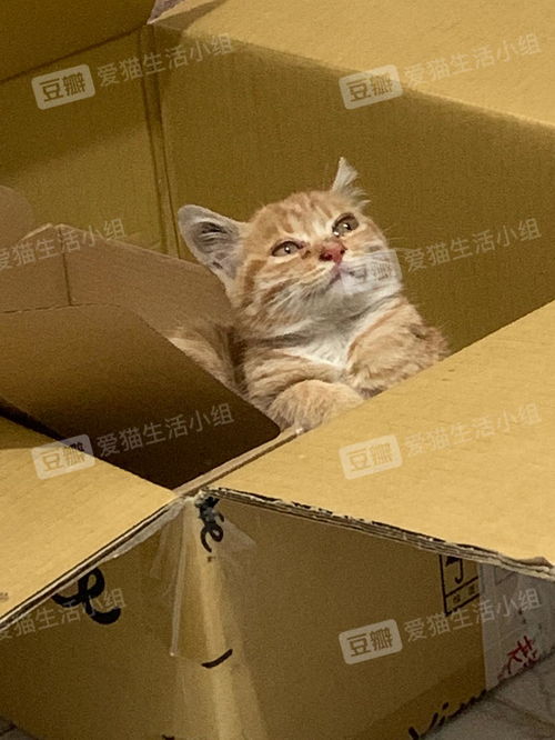 羊小咩便荔卡套出来500，收多少钱？揭秘二手交易平台价格之谜