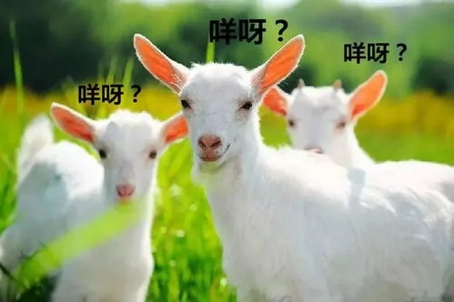羊小咩便荔卡套出来26个点，揭秘这款神奇产品的魅力所在！