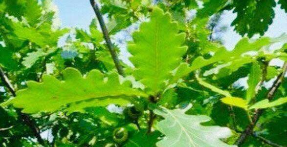 柞树种什么致富品种好？看我一一揭秘