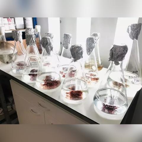 法国化妆品高端品牌，奢华与创新的融合