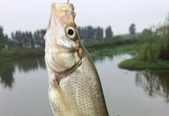 轻松办理白条套现，揭秘小白条大用途！
