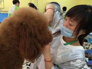 芬兰宠物美容创业项目详解