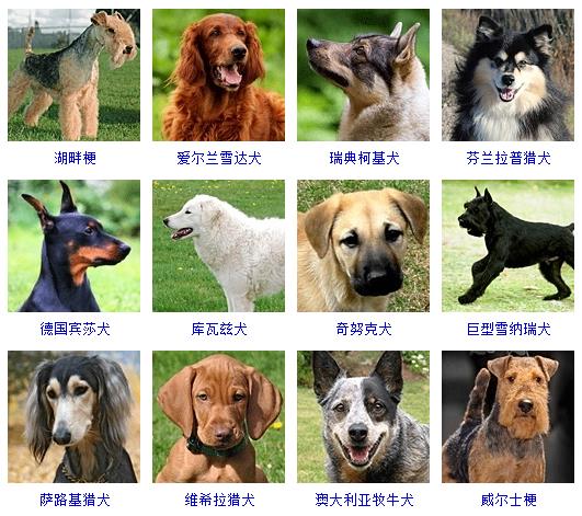 芬兰宠物美容创业项目详解