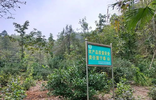 山标志的户外品牌—探索自然，享受户外