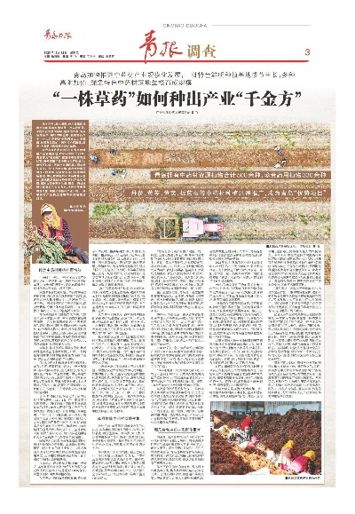 明年种什么药材能致富？看我一一解析