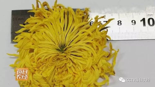 金丝皇菊代理加盟全攻略，如何轻松开启你的菊花事业？