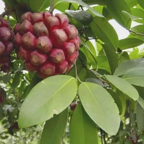 种什么果树致富快？看我一一解析