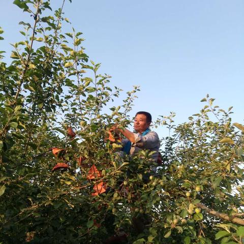 种什么果树致富快？看我一一解析
