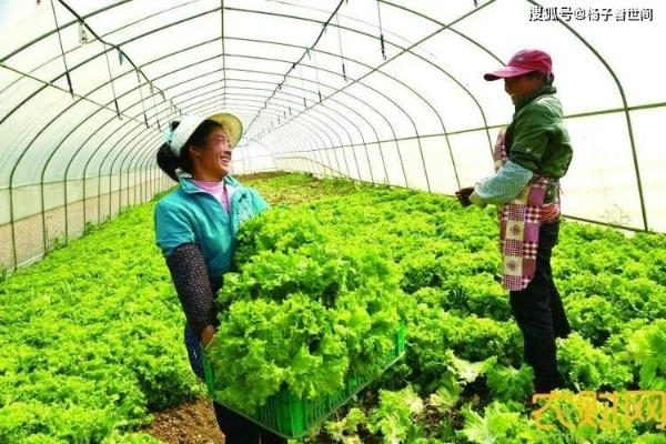 揭秘农民增收致富，背后的意义与实现路径