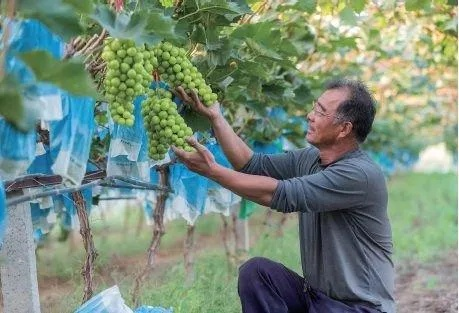 揭秘农民增收致富，背后的意义与实现路径