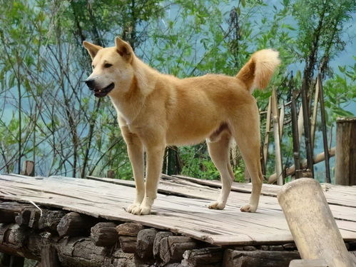 致富经养什么狗，深度解析不同犬种的经济价值及养殖策略
