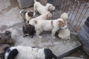致富经养什么狗，深度解析不同犬种的经济价值及养殖策略