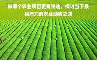 农业致富之路，贷款助力与策略解读