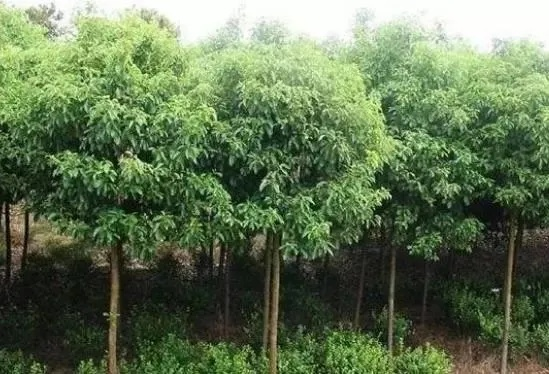 广西致富之路，种植哪些树木最具潜力？