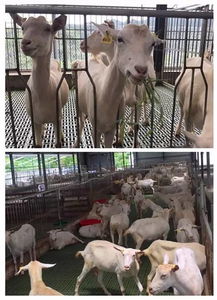 佛山羊小咩便荔卡套出来，带你探秘这座城市的独特魅力