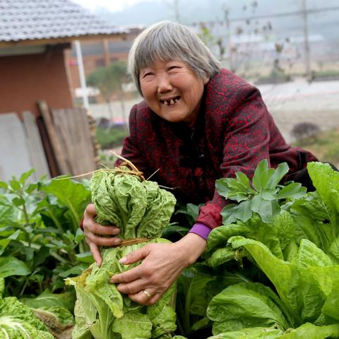 远安种什么蔬菜能致富？一起来探讨种植致富之路