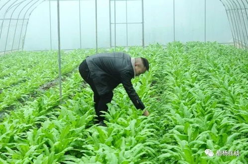 广元农村养什么致富？探索养殖业的潜力与机遇