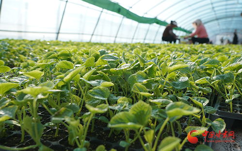 种植什么蔬菜才能致富起来？看我一一揭秘