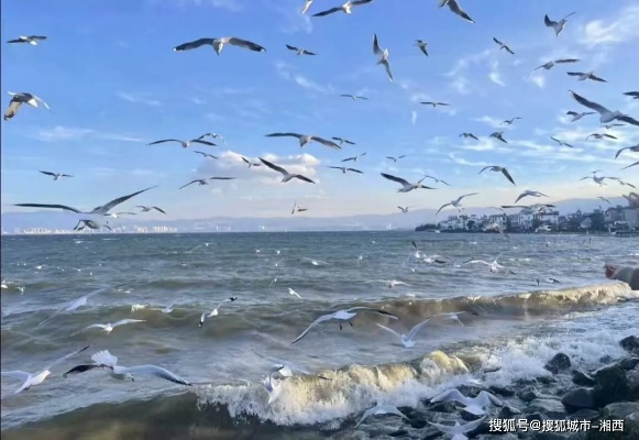 抖音月付套现攻略，揭秘最佳转账码选择！