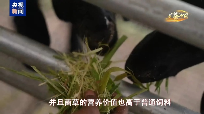 菌草致富之路，探索与实践