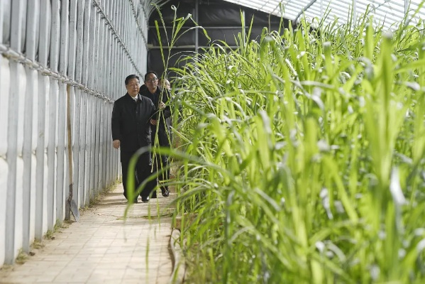 菌草致富之路，探索与实践