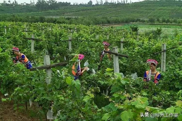 早熟果园致富项目深度解析