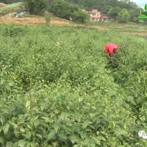 南方种什么致富树好呢？看我一一揭秘