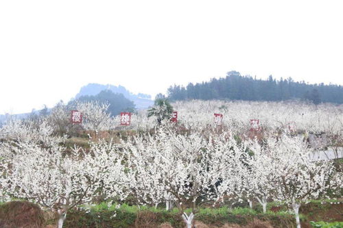 凤阳羊小咩享花卡套，一卡在手，花海任游，体验如何？