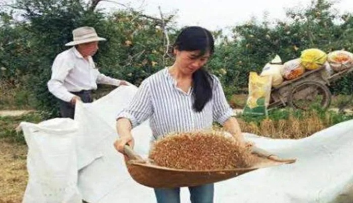 三农领域做什么生意赚钱？这些机会你抓住了几个？