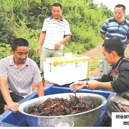 不养殖做什么生意好赚钱？看这些商机或许能给你启示