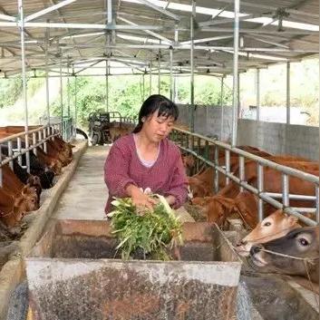 贵州遵义农村种什么致富？我来告诉你！