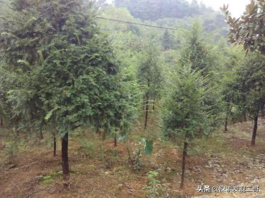 种植红豆杉 致富路径解析