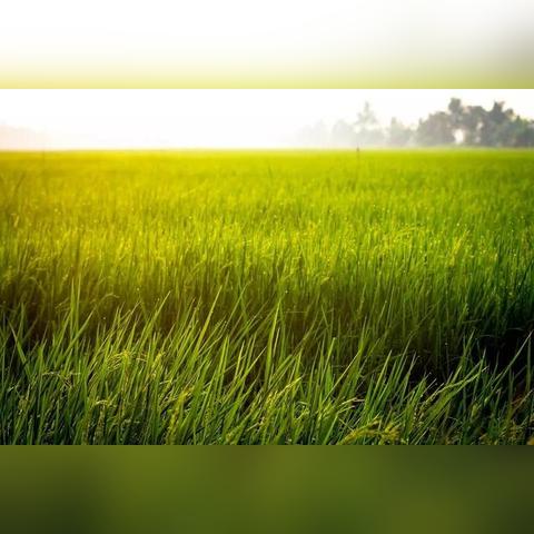 农业项目赚不赚钱?——深度解析与案例解读 农业项目赚不赚钱?——深度解析与案例解读