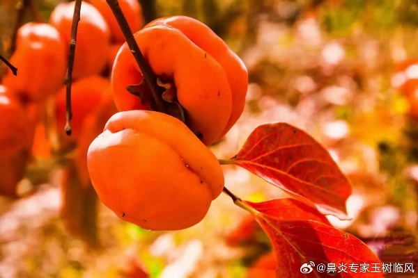 如何通过创作柿子主题的内容来赚钱？