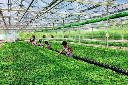 揭秘传统村庄的致富秘诀,从日常小生意到创新大项目 揭秘传统村庄的致富秘诀,从日常小生意到创新大项目