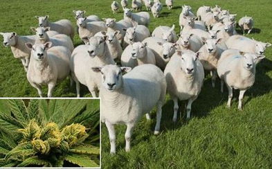羊群经济,如何利用五六百只羊实现盈利? 羊群经济,如何利用五六百只羊实现盈利?